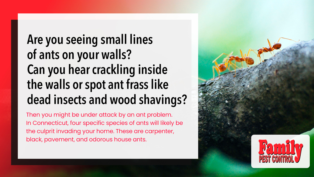 Homeowners Guide to Identifying Ant Species - Family Pest Control